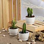 Set of 6 Small Cactuses