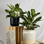 Set of Aglaonema and Philodendron Plant