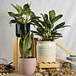 Set of Aglaonema and Philodendron with Moonshine Snake Plant