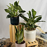 Set of Aglaonema and Philodendron with Moonshine Snake Plant