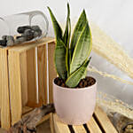 Set of Aglaonema and Philodendron with Moonshine Snake Plant