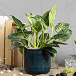 Set of Aglaonema and Philodendron with Moonshine Snake Plant