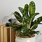 Set of Aglaonema and Philodendron with Moonshine Snake Plant