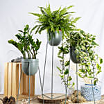 Set of Plants in Premium Stand