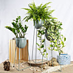 Set of Plants in Premium Stand