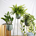 Set of Plants in Premium Stand