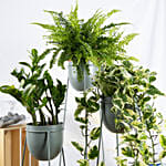 Set of Plants in Premium Stand