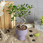 S Shape Small Bonsai