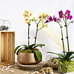 Yellow and Purple Phalaenopsis Plants