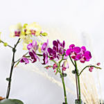 Yellow and Purple Phalaenopsis Plants