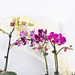 Yellow and Purple Phalaenopsis Plants