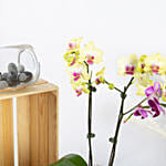 Yellow and Purple Phalaenopsis Plants