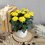 Yellow Chrysanthamum Plant