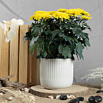 Yellow Chrysanthamum Plant