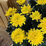 Yellow Chrysanthamum Plant