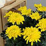 Yellow Chrysanthamum Plant