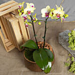 Yellow Phalaenopsis Plant Beauty