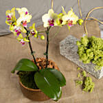 Yellow Phalaenopsis Plant Beauty