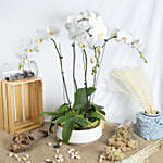 4 Stem white Orchids in Premium Pot