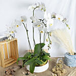 4 Stem white Orchids in Premium Pot