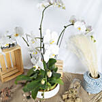 4 Stem white Orchids in Premium Pot