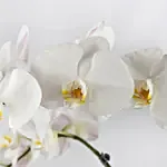 4 Stem white Orchids in Premium Pot