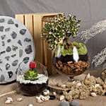 Afra Jade Bonsai with Plant Beauty Dish