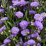 October Birthday Aster Flowers Bouquet