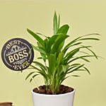 Mini Draceana Plant with Best Boss Tag