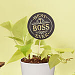 Golden Pothos Plant with Best Boss Tag