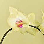 Mesmerizing Orchid Plants in Designer Base