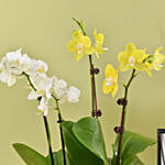 Mini Orchids with Photo Frame