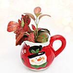 Fittonia In Snowman Mug