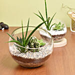 Set of 2 Terrarium