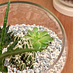 Set of 2 Terrarium