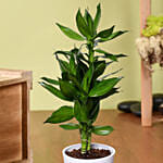 Dracaena Plant In White Pot