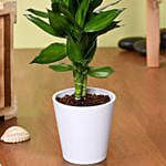 Dracaena Plant In White Pot