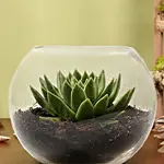 Green Echeveria in Fish Bowl