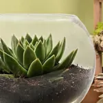 Green Echeveria in Fish Bowl