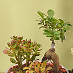 House Warming Plants in Glass Dish