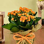 Jute Wrapped Orange Kalanchoe Plant