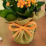 Jute Wrapped Orange Kalanchoe Plant