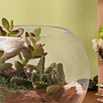 Lovely Echeveria & Cactus In Fish Bowl