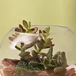 Lovely Echeveria & Cactus In Fish Bowl