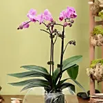 Mini Double Phalaenopsis In Fishbowl