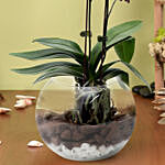 Mini Double Phalaenopsis In Fishbowl