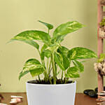 Money Plant in Deisgner Pot