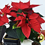 Plum Cake and Poinsettia Combo