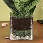 Sanseaveria Green Compacta Plant 3 Glass Terrarium