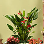 3 Fittonia 1 Anthurium Plant In Platter Shape Planter
